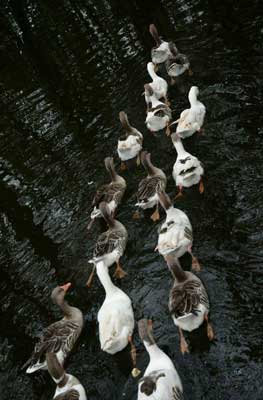 Elham  Nojoomi -Duck